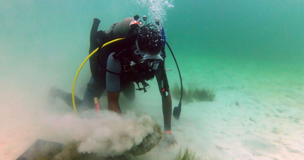 CSA Ocean Sciences Inc. Successful Seagrass Restoration Project