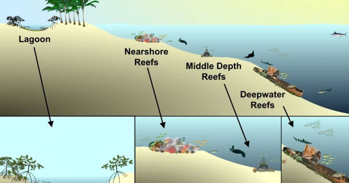 Artificial Reef Management Plan Update for Martin County | Government ...