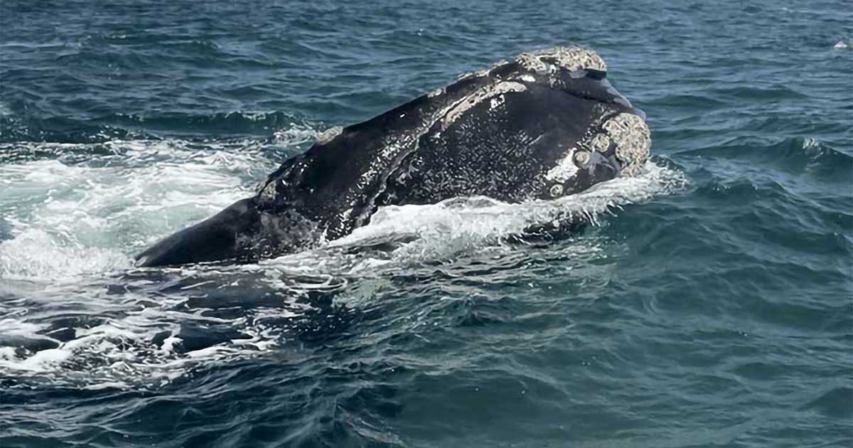 Right Whales and Potential Impacts Associated With Naval Operations ...