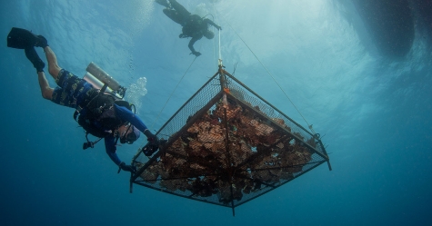 CSA Biologists Conduct Large-scale Coral Relocation Effort 