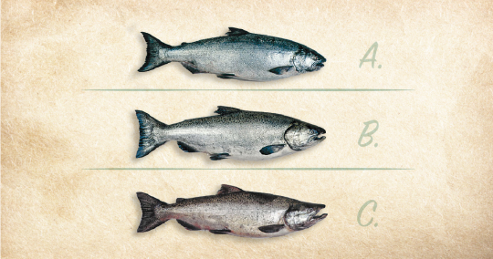 The Chinook (King) Salmon