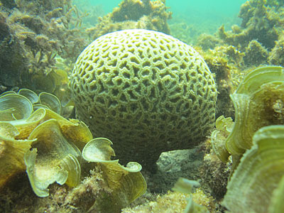 CSA-Wins-Coral-Relocation-Qatar