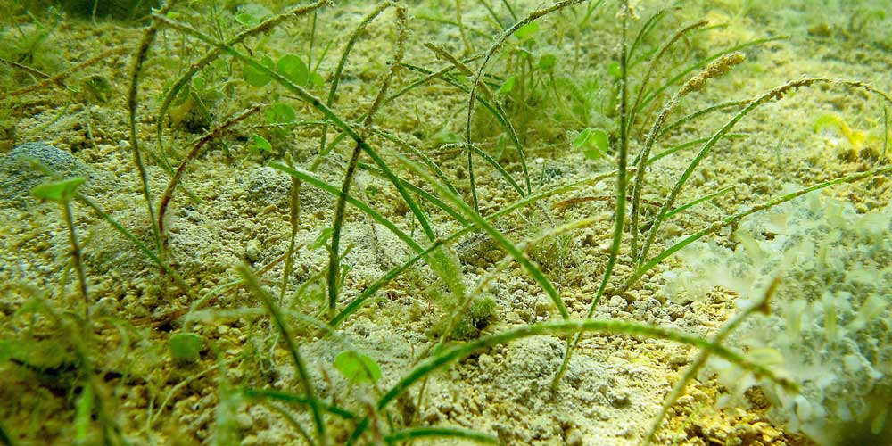 Miami Seagrass