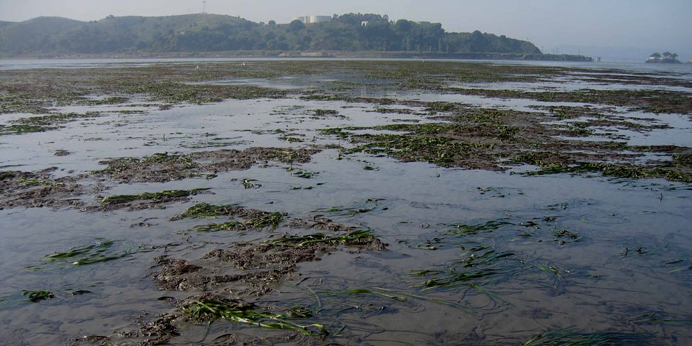 exposed-eel-grass-bed