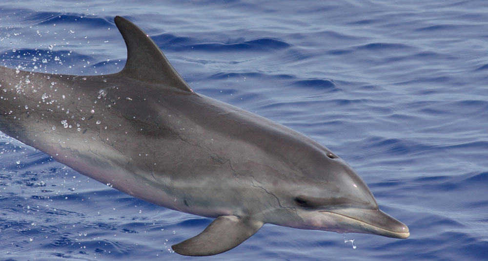 CSA Awarded BOEM Contract for Analysis of Seismic Survey Mitigation Data