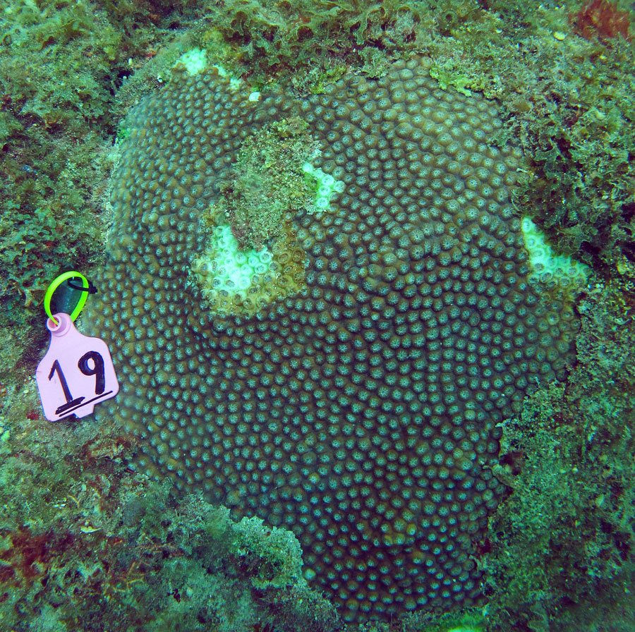 csa Diseased Montastraea cavernosa