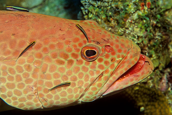 Photo 2 Elacatinus genie and Mycteroperca tigris Grand Turk
