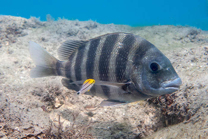 Photo 3 Anisotremus virginicus Lake Worth Lagoon Florida DS14423