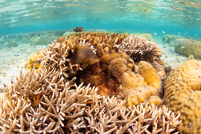 Photo 2 Stegastes punctatus Tumon Bay Guam DSC 3419