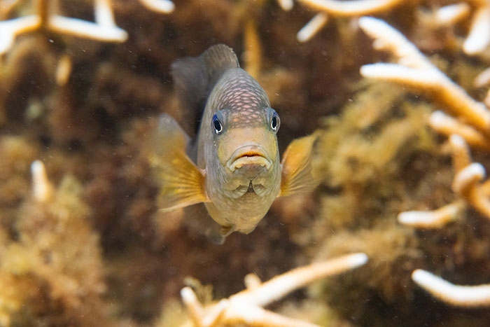 Photo 3 Stegastes punctatus Tumon Bay Guam DSC 4149