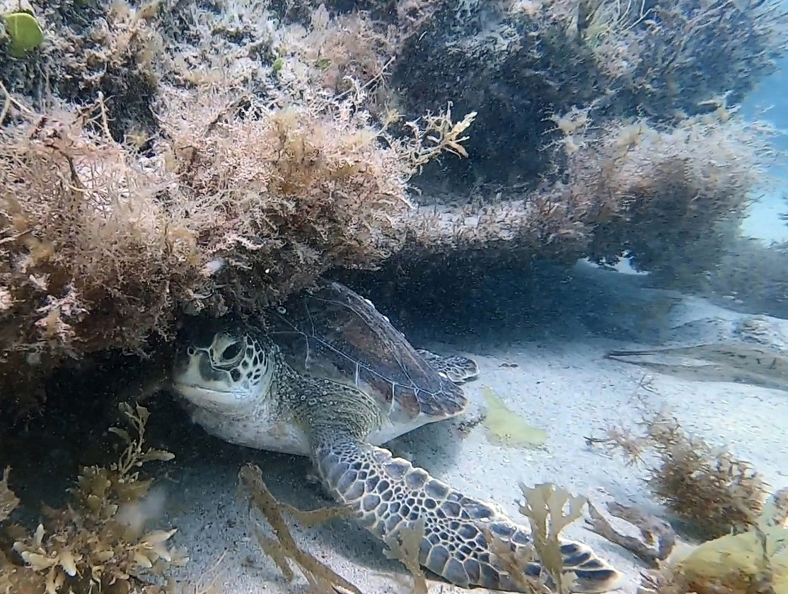 Image 2 Sea turtle edit2