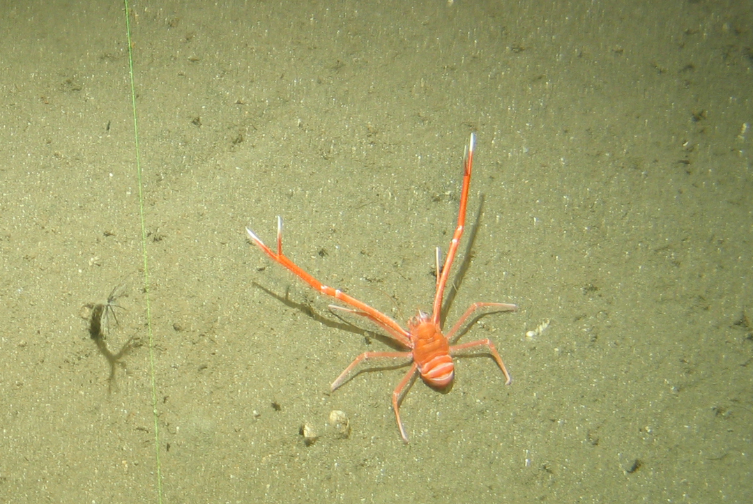 Munida squat lobster