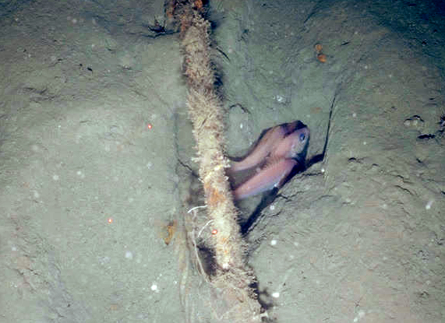 Pristipomoides wenchman snapper