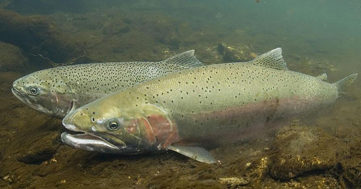 (Image credit: NOAA Fisheries)