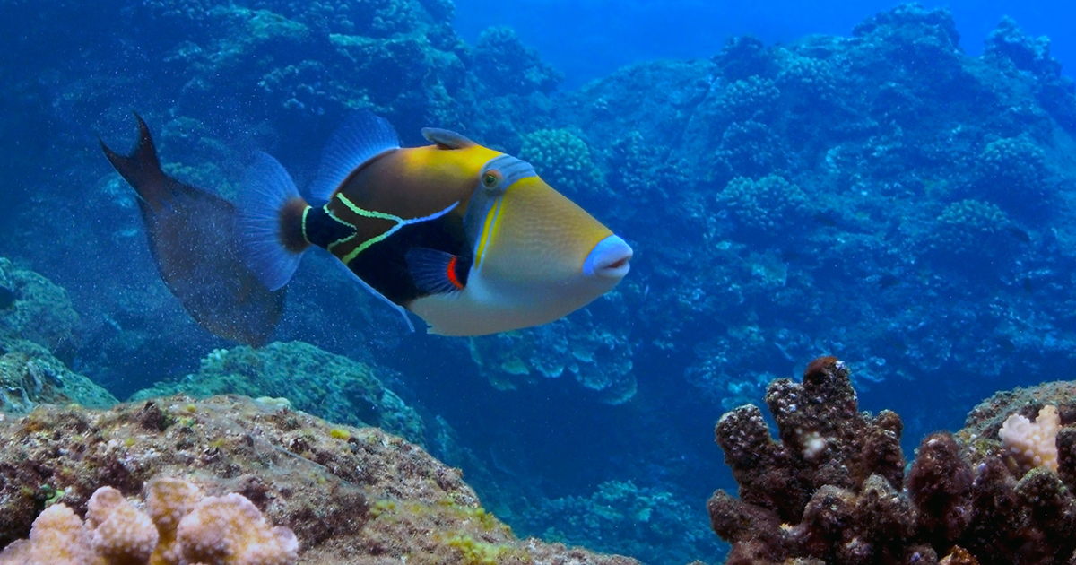An illustration of the reef triggerfish.