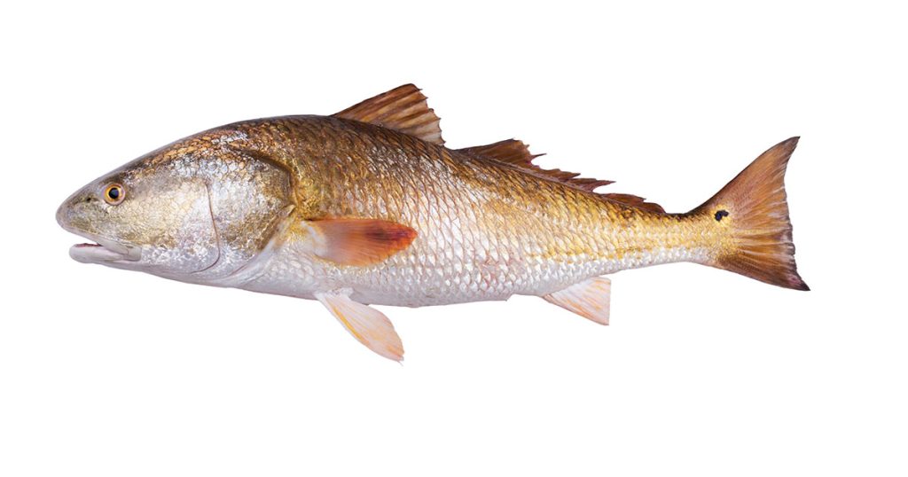 A red drum (Scianeops ocellatus) showing the charismatic ocellated spot by the tail fin.
