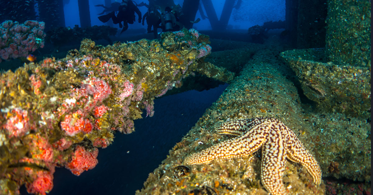 CSA Decommissioning marine survey