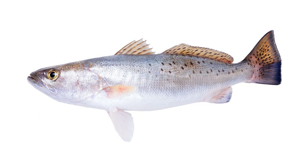 spotted seatrout