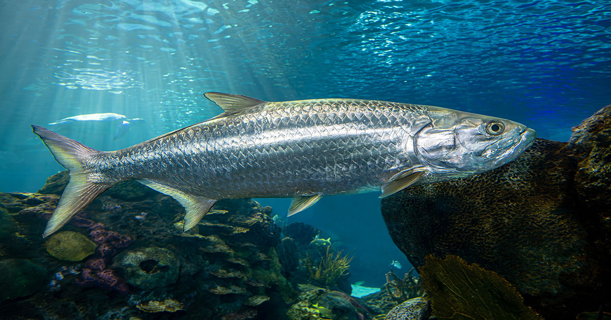 Atlantic Tarpon in Ocean