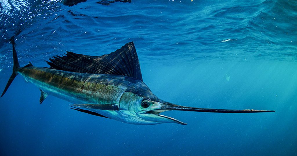 Sailfish CSA