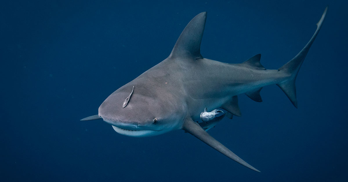 bull shark