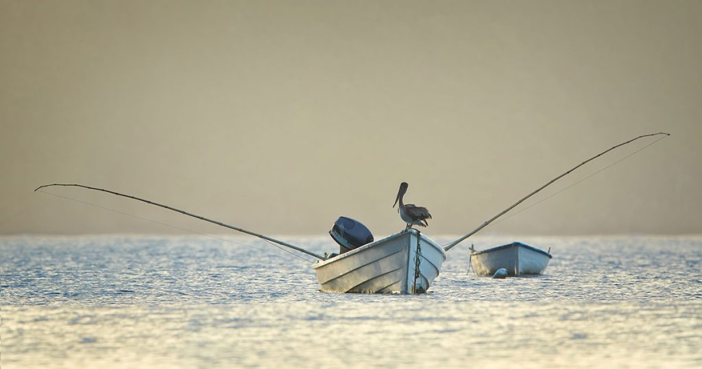 boat with pelican