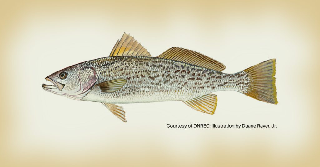 Weakfish