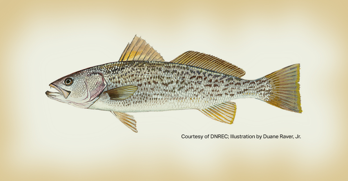 Weakfish